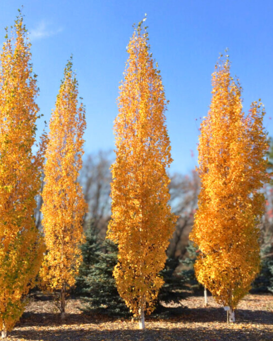 Parkland Pillar&reg; Birch grove in fall with upright branches covered in yellow fall color.